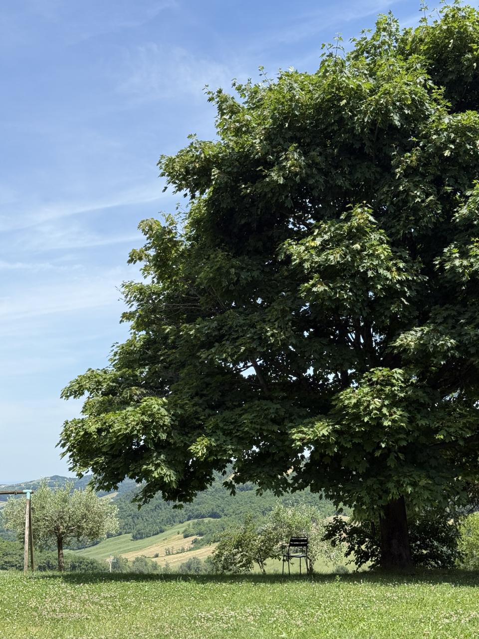 chaise à l'ombre sous un arbre
