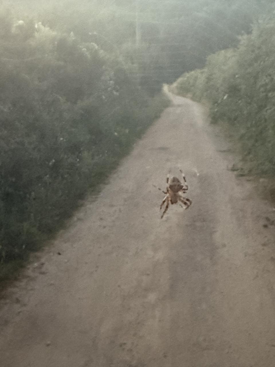 une araignée sur sa toile au milieu du chemin de terre