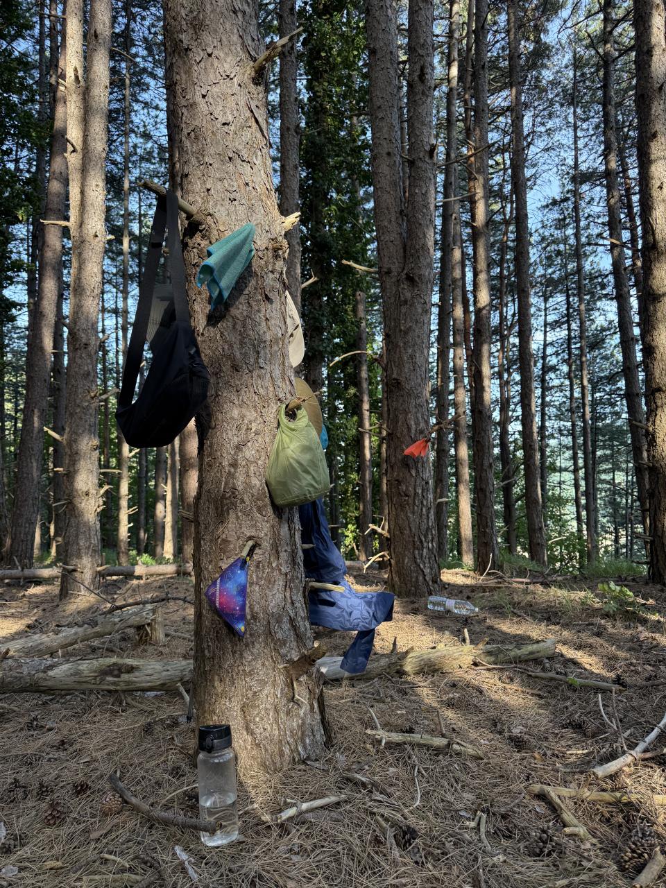 vu de l'intérieur d'une forêt de sapins on voit un tronc de sapin avec plein de choses accrochées dessus 