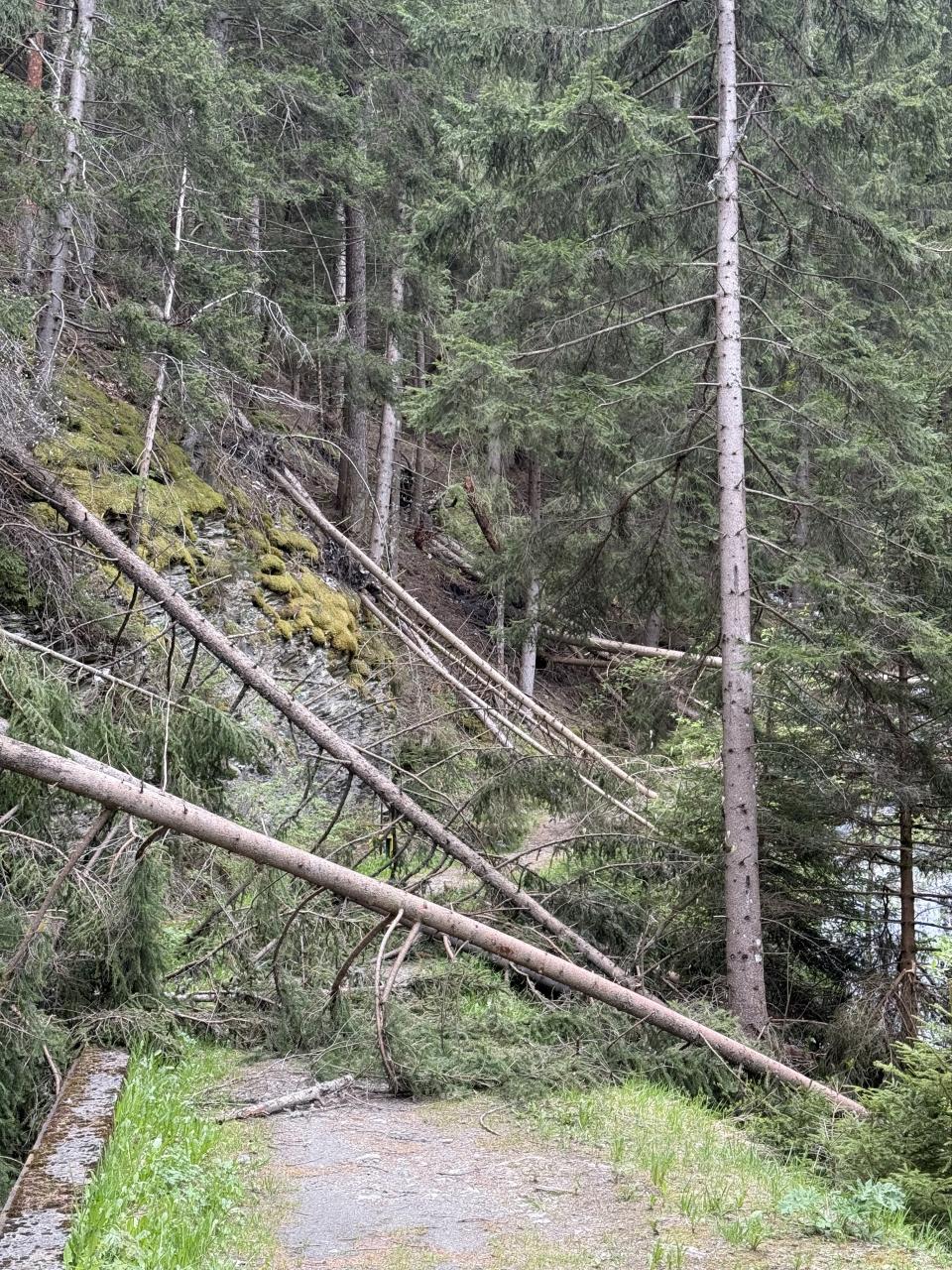 un chemin de forêt avec des arbres tombés au premier plan et encore plusieurs autres plus loin
