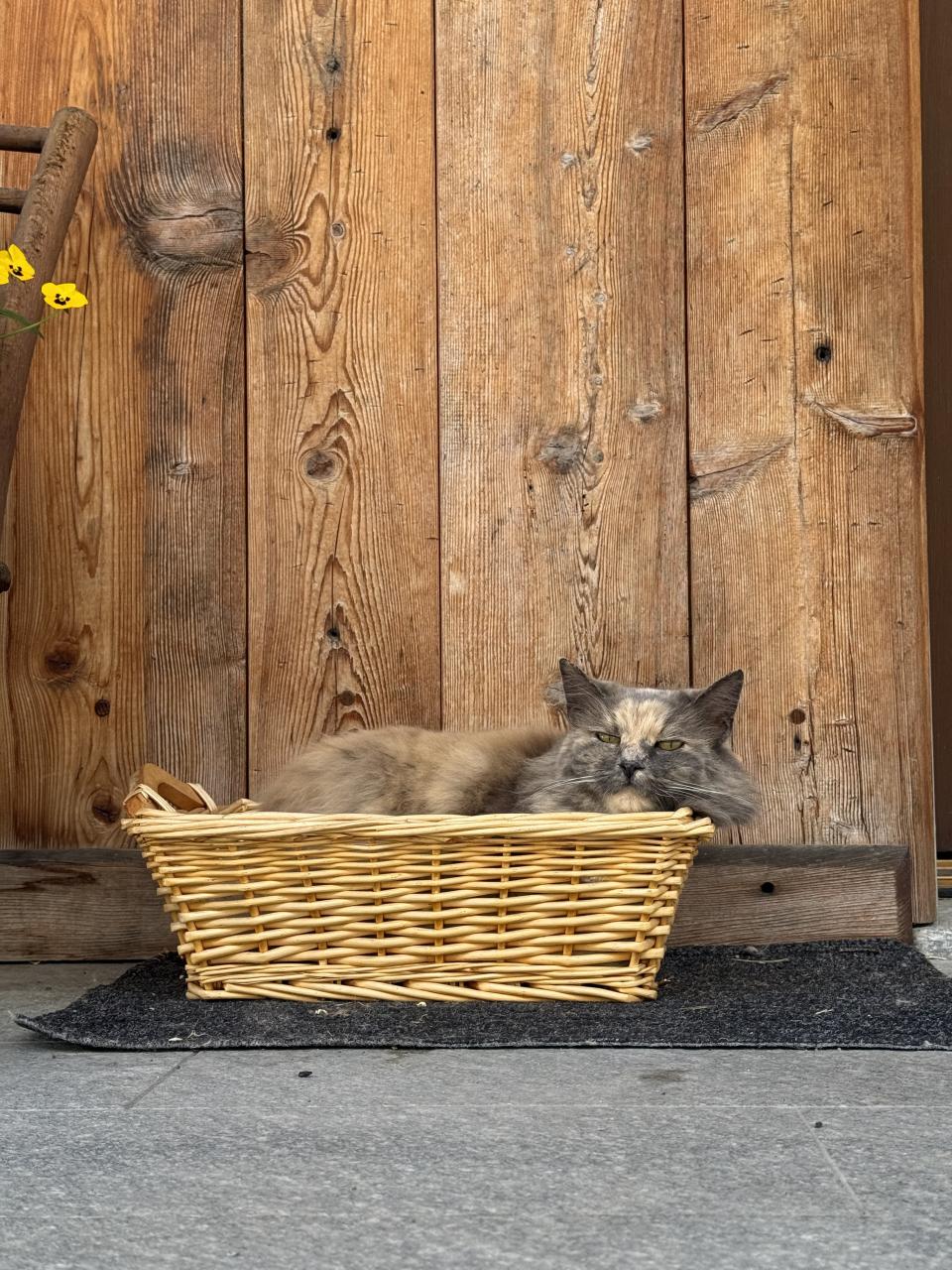 un chat dans un panier