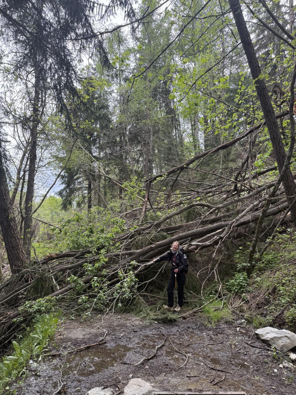 Nathalie toute petite devant une pile d'arbres tombés