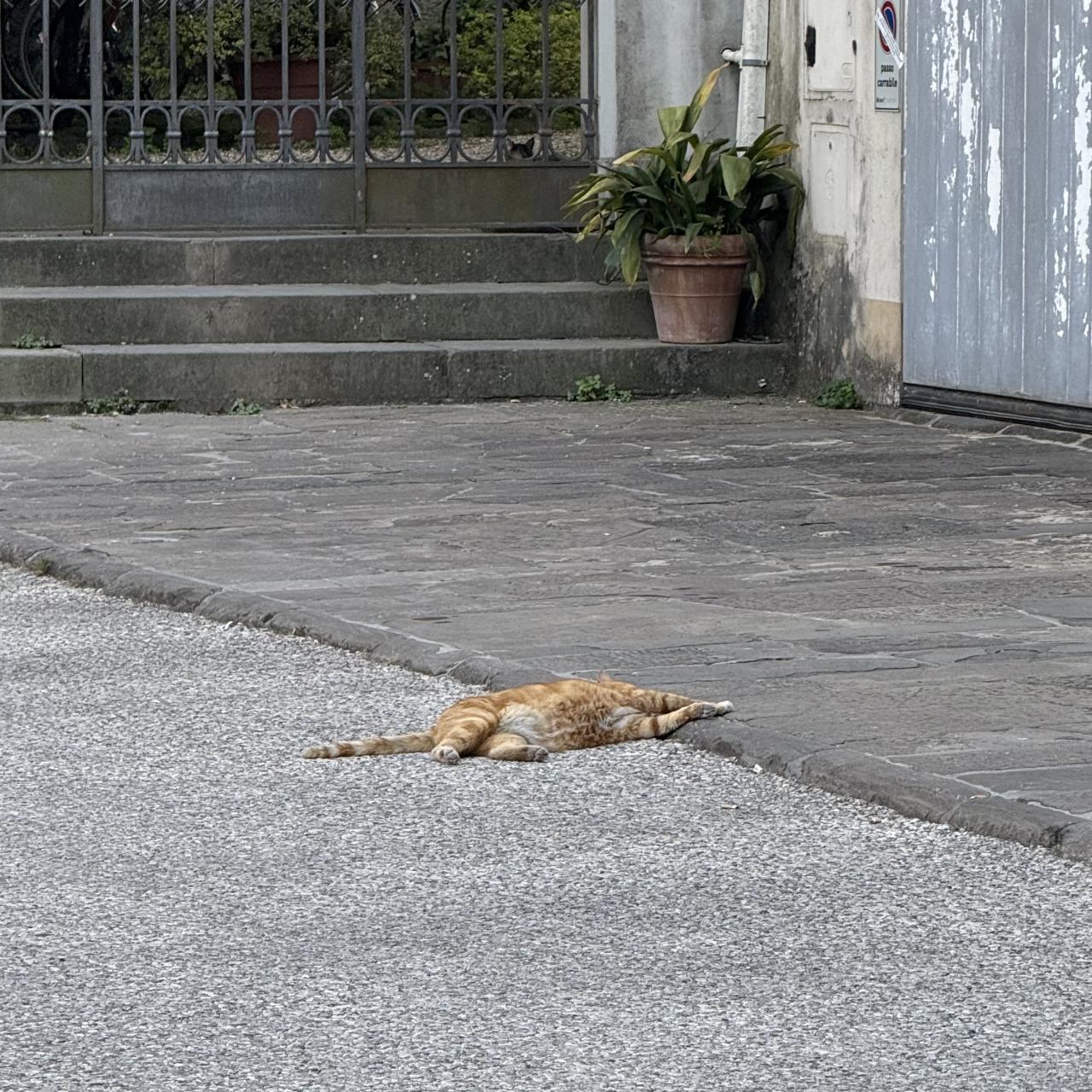 un chat roux allongé au sol de tout son long