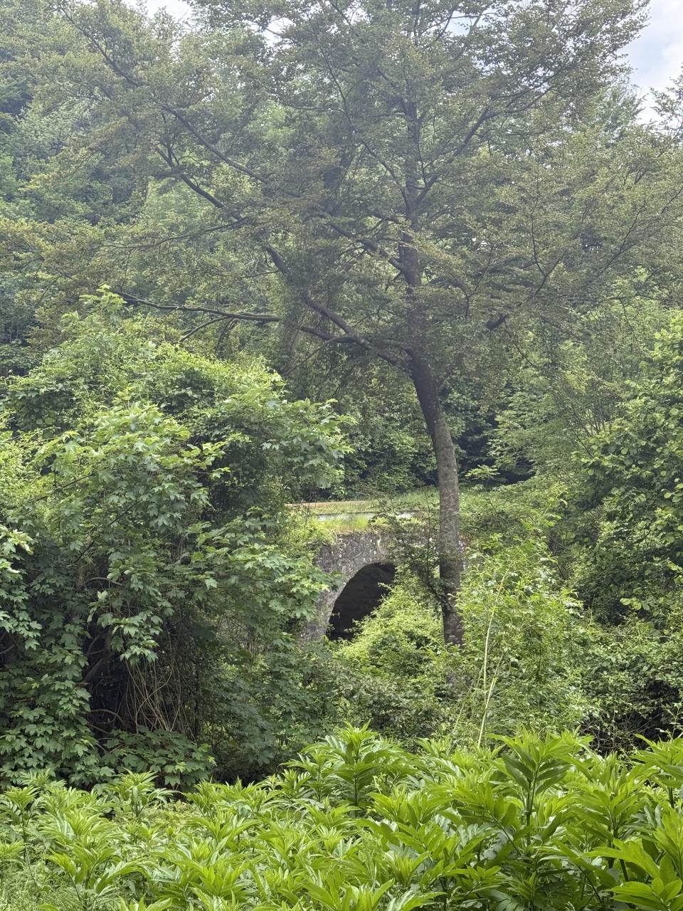 un pont en pierre bucolique entouré de forêt