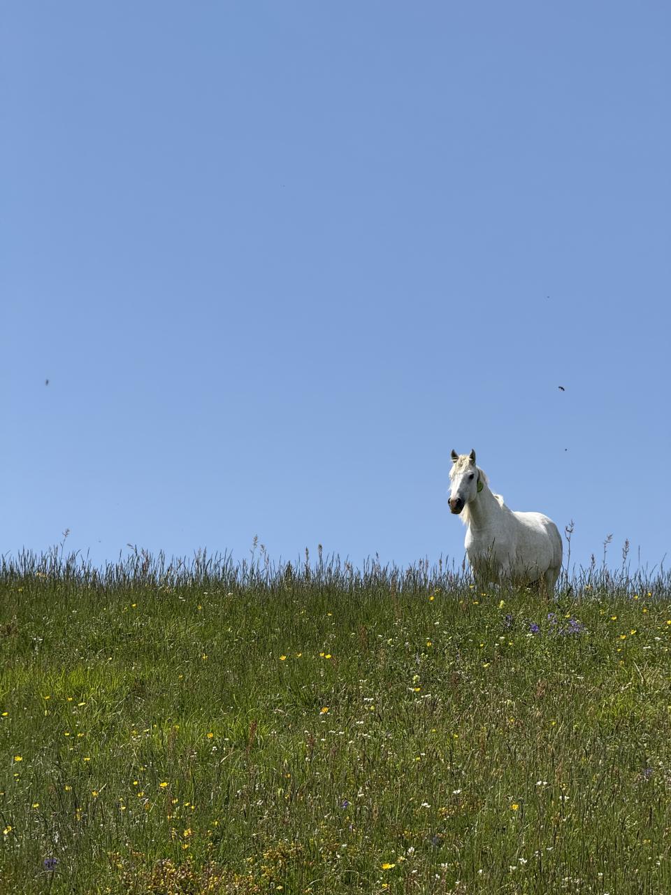 cheval blanc sur fond de ciel bleu en haut d'une colline d'herbe