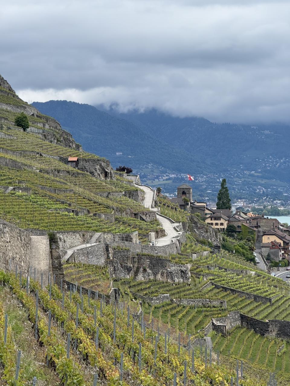 des vignes organisées en terrace qui avec un chemin passant au travers