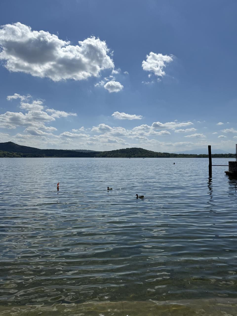un lac vu de la rive avec canard au premier plan