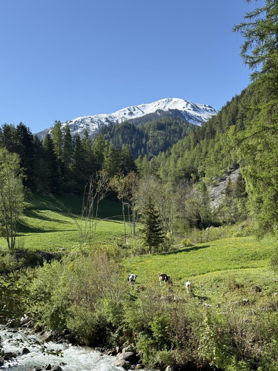 Les vaches dans un champ près d'une rivière. En arrière plan la montagne sur ciel bleu