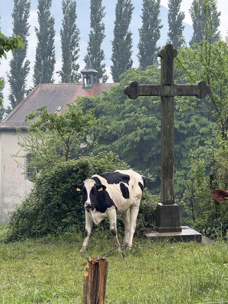 Vache dans une drôle de position devant une croix chrétienne en pierre